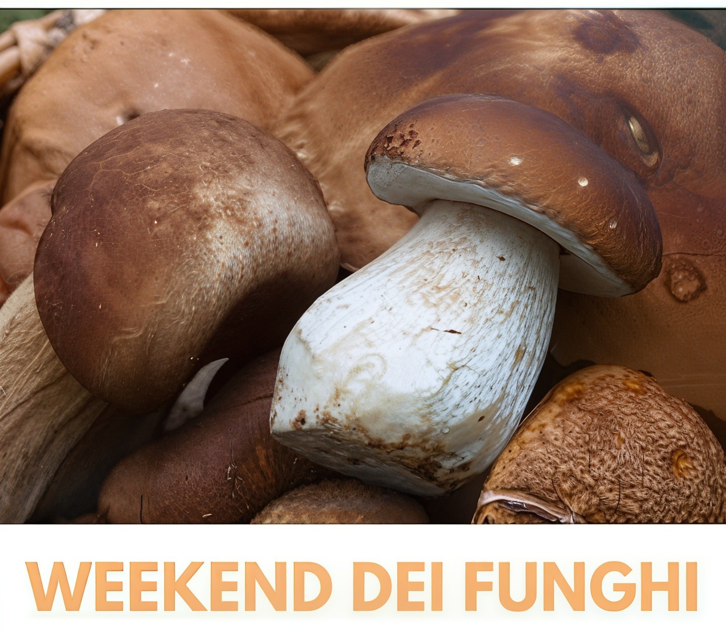 Weekend dei funghi